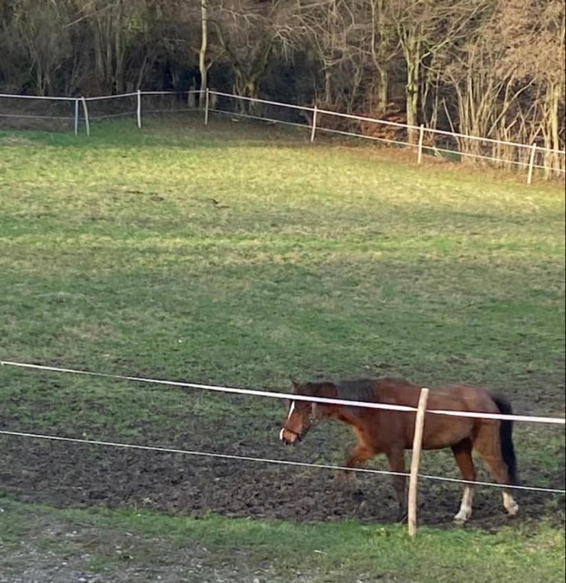 Andenne Le Ranch Des Aguessesヴィラ エクステリア 写真